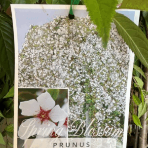 PRUNUS 'Falling Snow' (Weeping Cherry)