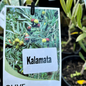 OLEA europaea 'Kalamata' (Olive)