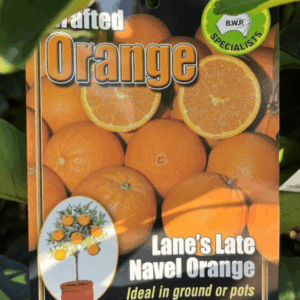 CITRUS Orange 'Lanes Late Navel'