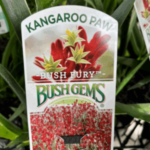 ANIGOZANTHOS 'Bush Fury' (Kangaroo Paw)
