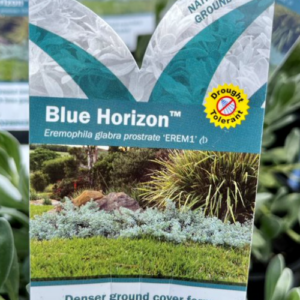 EREMOPHILA glabra prostrate 'Blue Horizon'