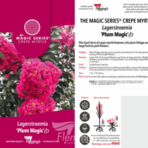 LAGERSTROEMIA 'Plum Magic' (Crepe Myrtle)