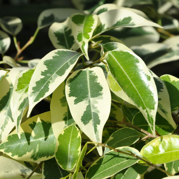 FICUS benjamina 'Star Light'