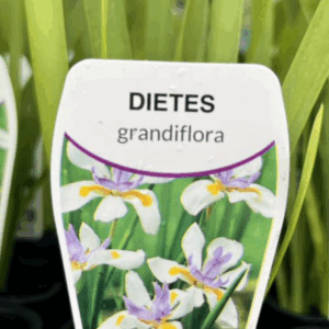 DIETES grandiflora