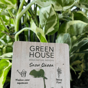 EPIPREMNUM aureum 'Snow Queen'