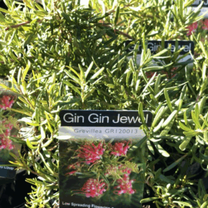 GREVILLEA 'Gin Gin Jewel'