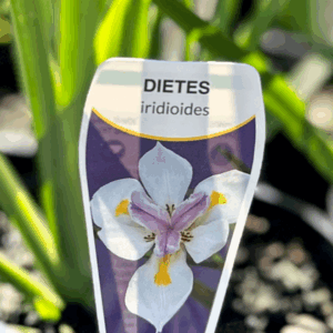 DIETES iridioides