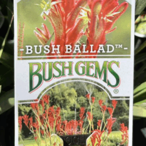 ANIGOZANTHOS ‘Bush Ballad’ (Kangaroo Paw)