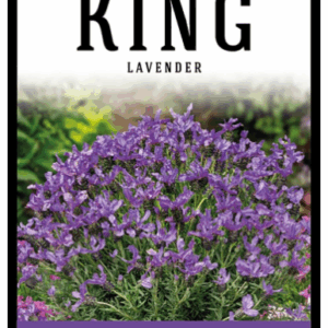 LAVINNOVA 'The King'