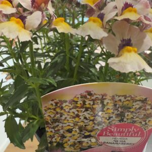 NEMESIA 'Bananaberry' 14cm