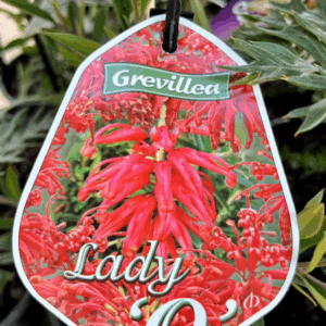 GREVILLEA 'Lady O'
