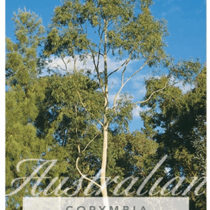 CORYMBIA citriodora (Lemon Scented Gum)