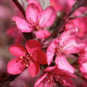 MALUS 'Royal Raindrops' (JFS-KW5)