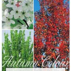 PYRUS calleryana ‘Red Spire’