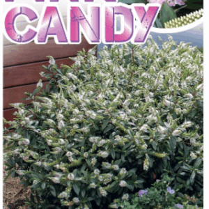 HEBE 'Pink Candy'