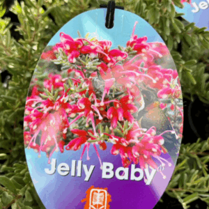 GREVILLEA 'Jelly Baby'