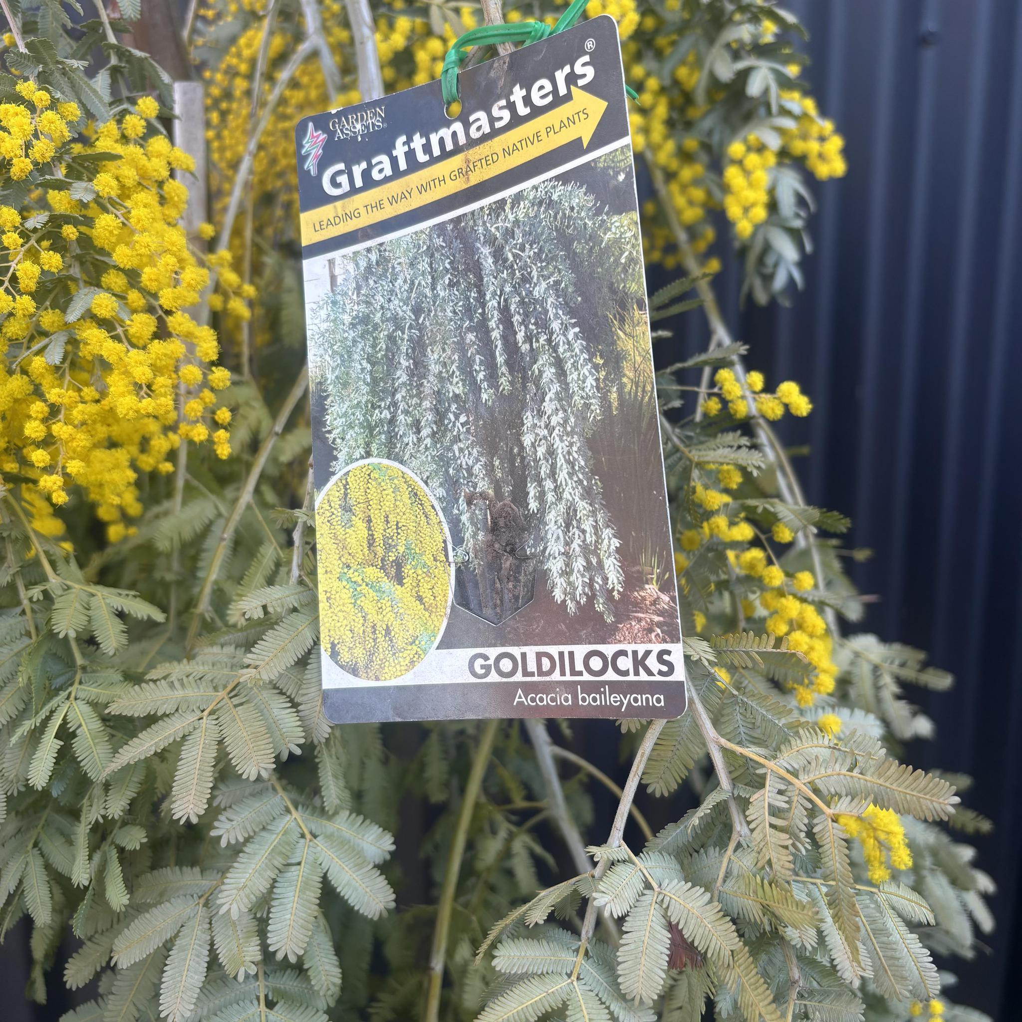 Acacia baileyana Goldilocks Standard