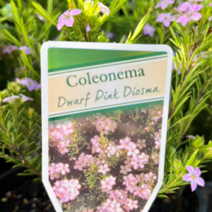 COLEONEMA pulchellum (Dwarf Pink Diosma)