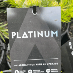 ADENANTHOS sericeus 'Platinum'