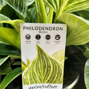 PHILODENDRON 'Birkin’
