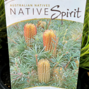 BANKSIA spinulosa 'Honeyeater Delight'
