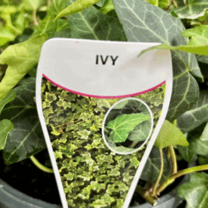 HEDERA helix 'English Ivy'