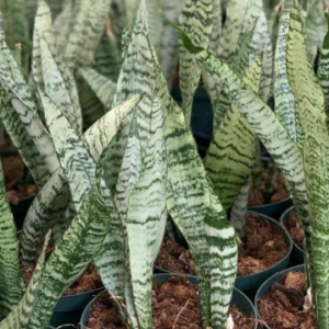 SANSEVIERIA trifasciata (Green)