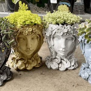 HEAD POTS