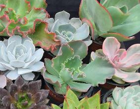 ECHEVERIA Varieties