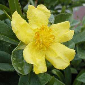 HIBBERTIA 'Coastal Gold'