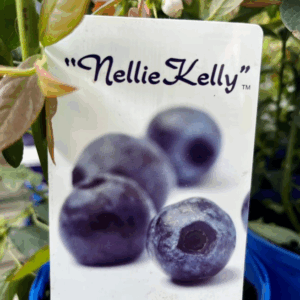 BLUEBERRIES 'Sunshine Blue'