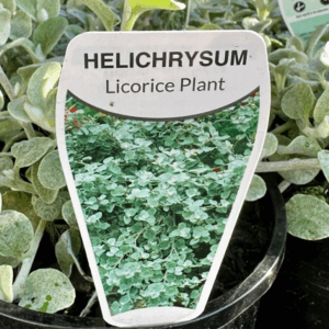 HELICHRYSUM petiolare (Licorice Plant)