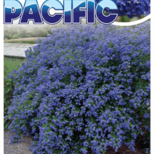 CEANOTHUS 'Blue Pacific'