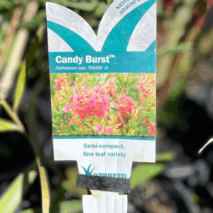 CALLISTEMON citrinus 'Candy Burst' (CNU06)