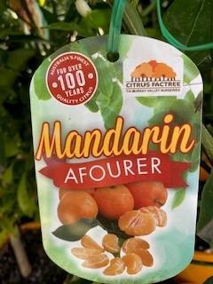 CITRUS Mandarin 'Afourer'