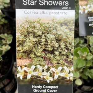 CORREA alba 'Star Showers'