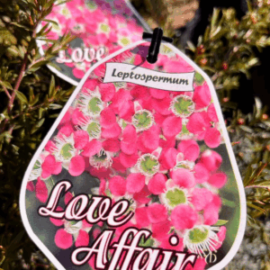 LEPTOSPERMUM 'Love Affair'