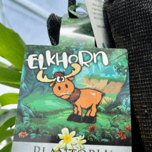 PLATYCERIUM bifurcatum 'Elkhorn Fern'