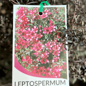 LEPTOSPERMUM nanum rubrum (Dwarf Red Tea Tree)