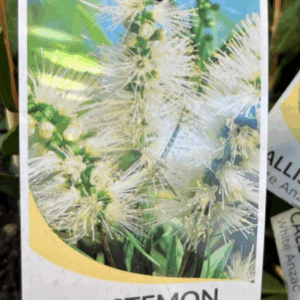 CALLISTEMON 'White Anzac'