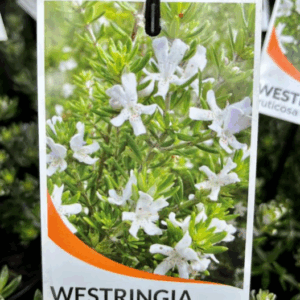 WESTRINGIA fruticosa