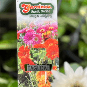 GERBERA Assorted