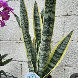 SANSIERVERIA 'Laurentii'