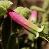 Correa reflexa