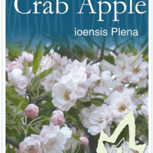 MALUS 'Ioensis Plena' (Crab Apple)