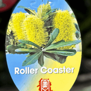 BANKSIA intergrifolia 'Roller Coaster'
