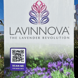 LAVINNOVA Varieties (Lavender)