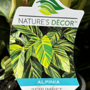 ALPINIA zerumbet variegata (Shell Ginger)