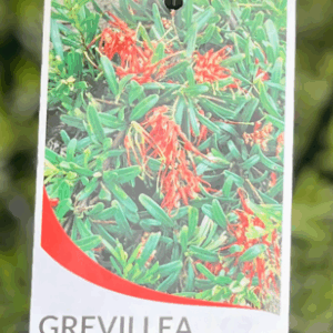 GREVILLEA obtusifolia 'Gingin Gem'