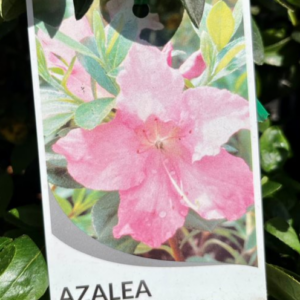 AZALEA 'Gumpo Petunia'